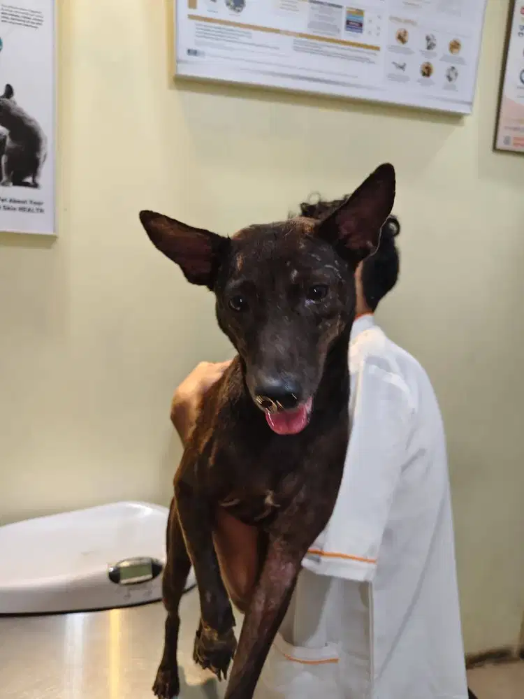 Paramedis / perawat hewan , Groomer kucing