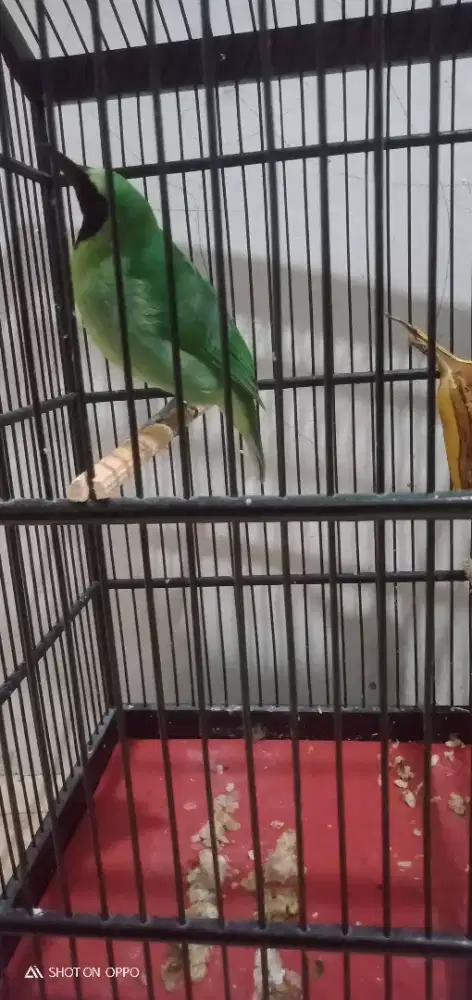 Jual murai daun fullset nego jadi