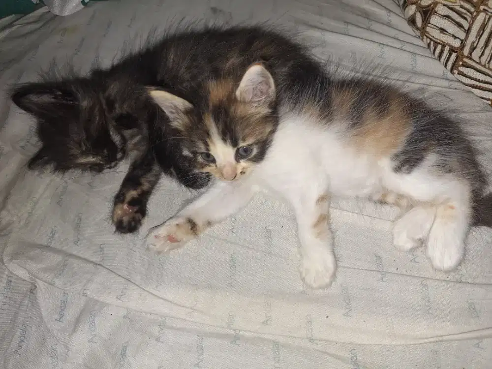 open adopt bermahar kucing persia mixdom