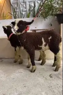 sepasang bibit anakan domba merino motif unik hitam putih 4 bln exotik