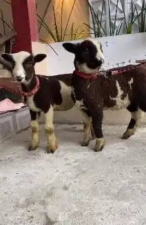 sepasang bibit anakan domba merino motif unik hitam putih 4 bln exotik