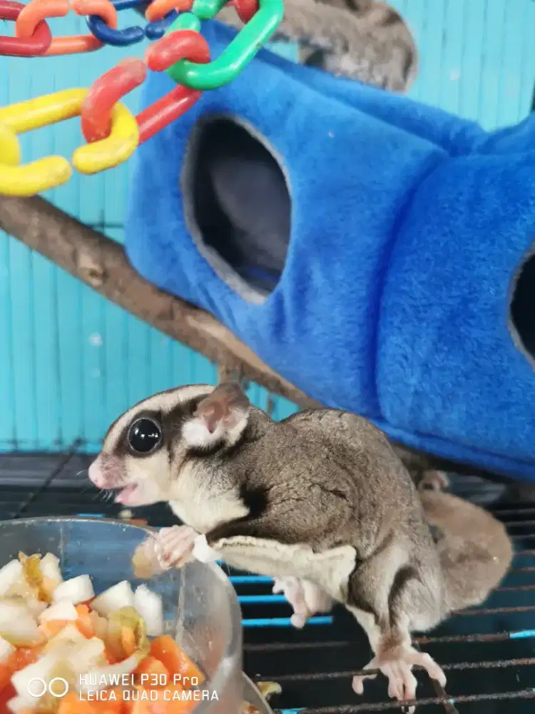 Sugar Glider clasic grey sepasang, fullset