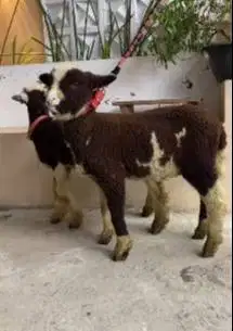 sepasang bibit domba merino 4 bln corak hitam putih exotik langka unik