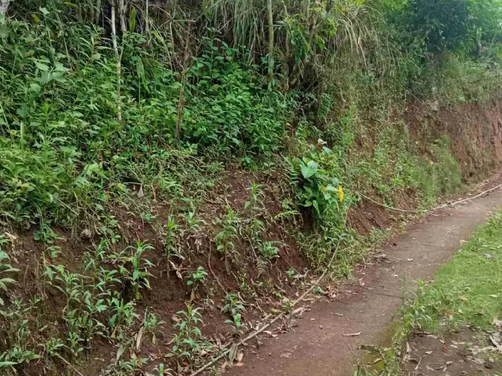 Dijual Tanah kebun Kopi,cengkeh,kelapa dan kakau dekat permukiman akses mudah