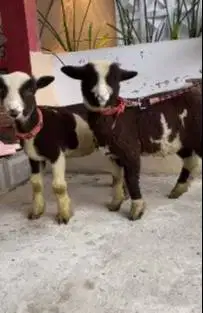 sepasang anakan domba merino unik 4 bln corak hitam putih exotik unik