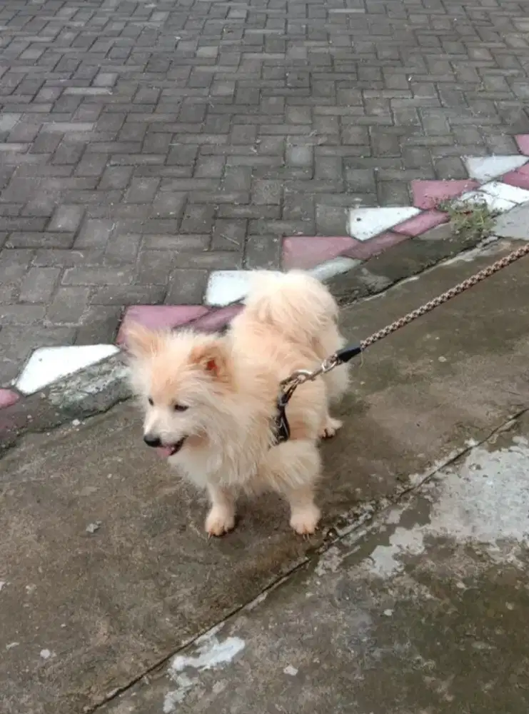 ANJING INDUKAN POM X SAMOYED