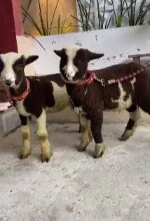 sepasang anakan cempe domba merino 4 blm motif unik hitam putih exotik