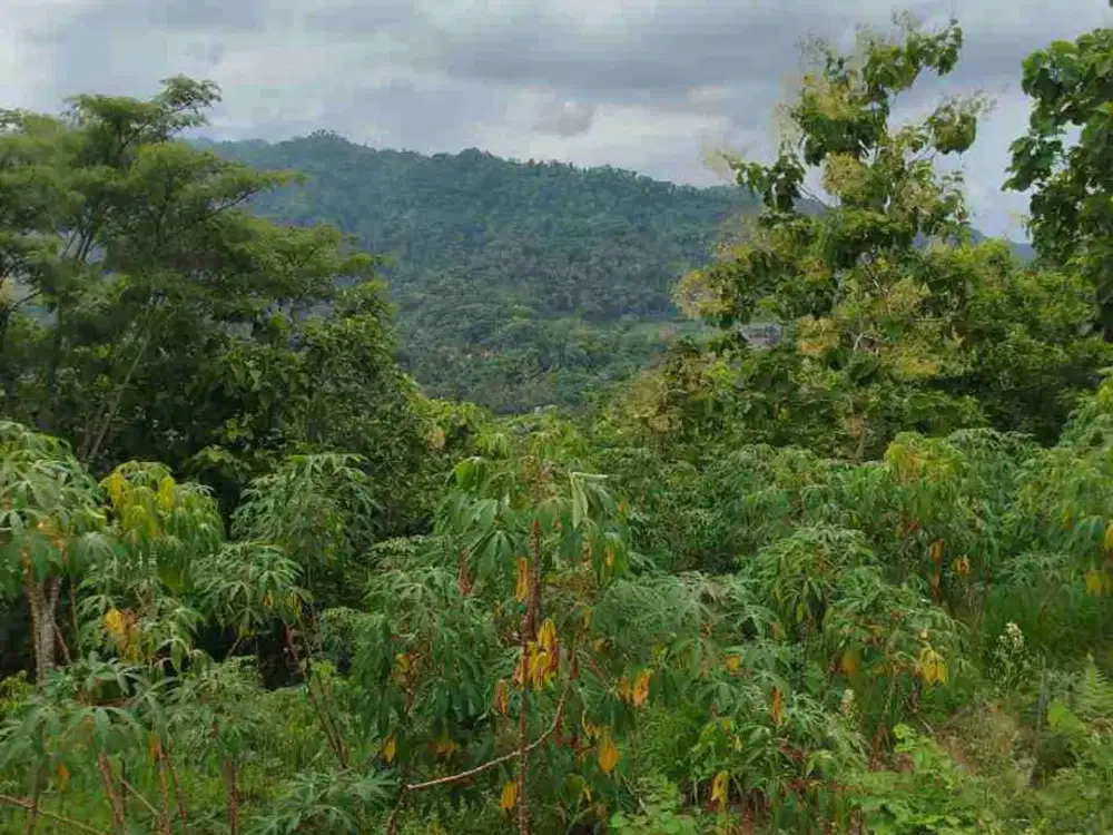 Tanah Murah View Pegununga Cocok Untuk Villa maupun perkebunan.