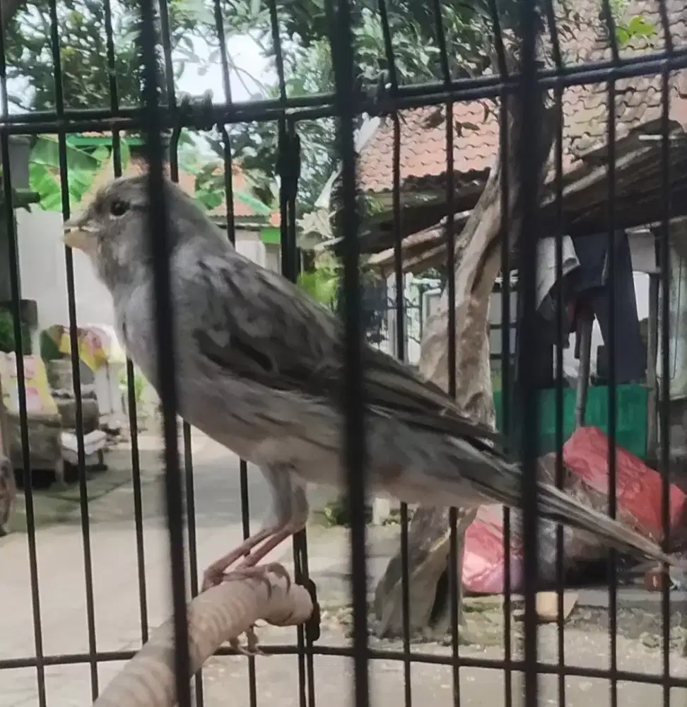 Kenari starblue gacor