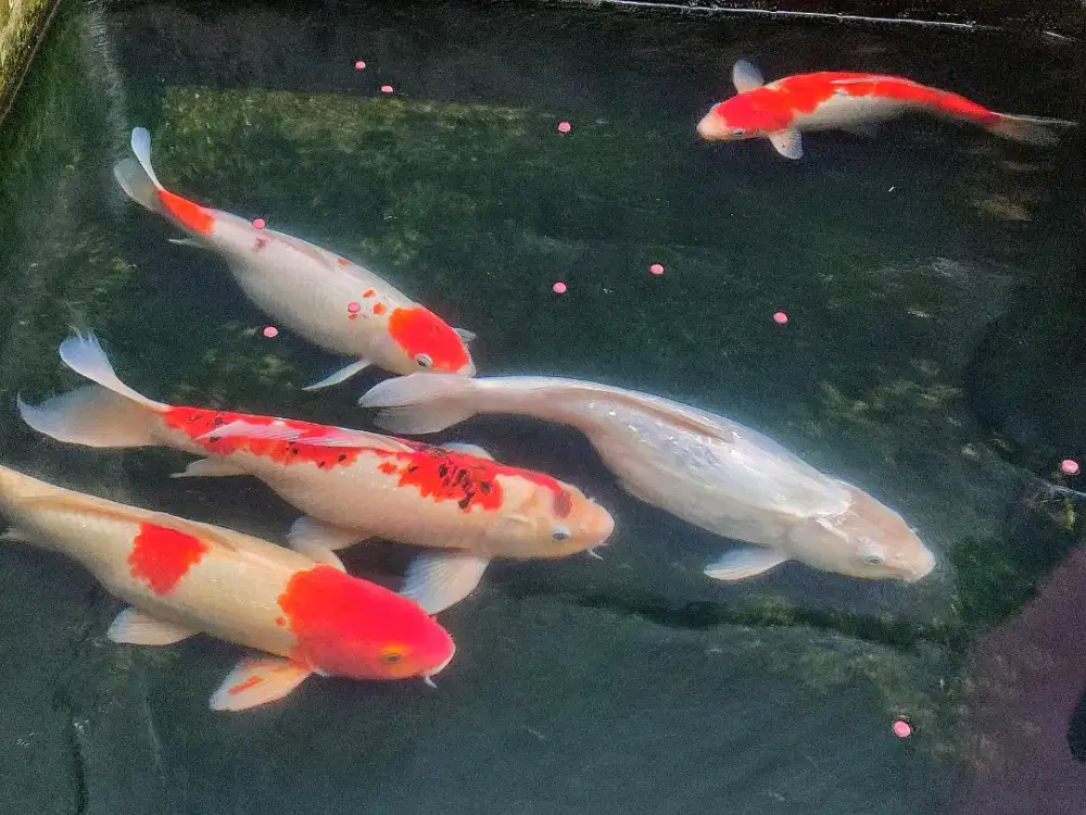 Ikan koi 5 ekor 35 cm paketan. Mau pindahan