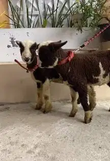 sepasang anakan cempe domba merino motif hitam putih 4 bln exotik unik