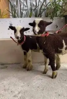 sepasang anakan domba merino 4 bln corak langka hitam putih exotik top