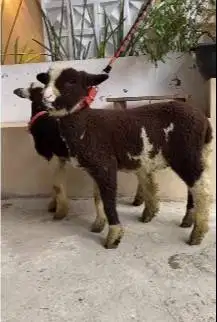 sepasang anakan domba merino 4 blm motif hitam putih exotik langka top