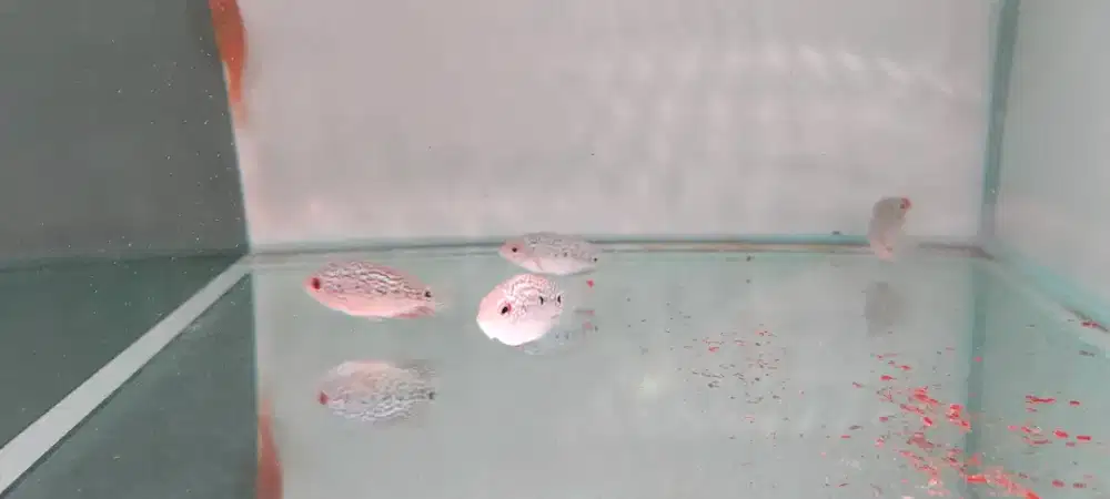 Dijual Burayak Cencu 4 ekor