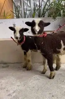 sepasang anakan cempe domba merino motif hitam putih 4 bulan langka ok