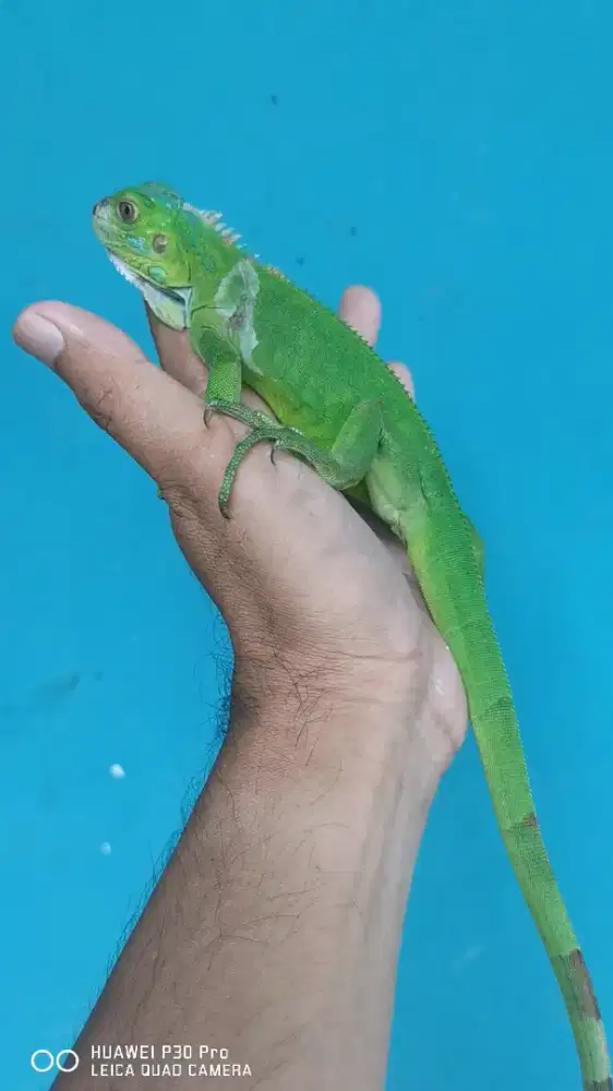 Iguana green baby up awal