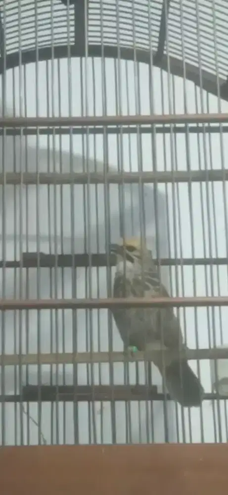 Cucak rowo betina gacor door usia 1.5th