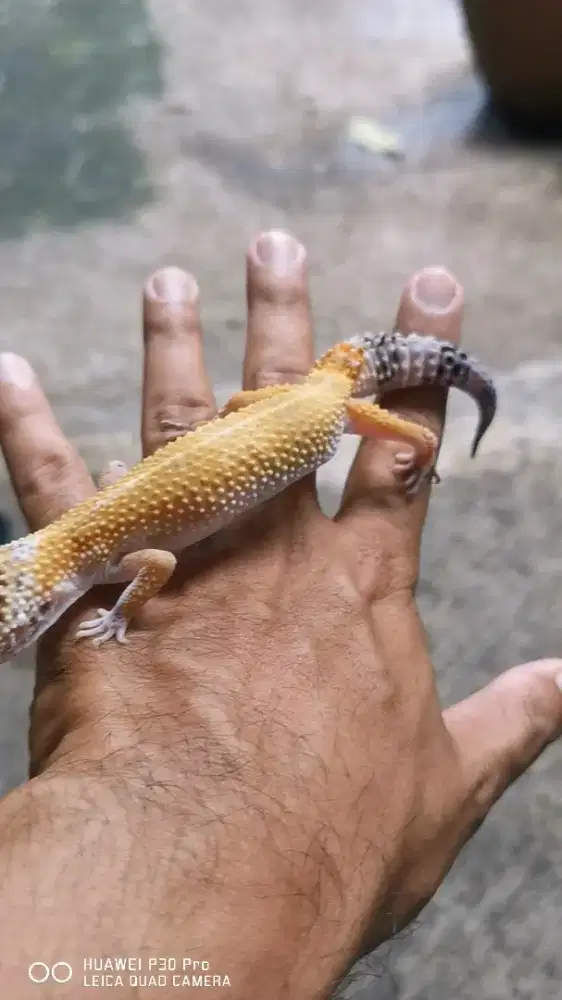 Leopard gecko male