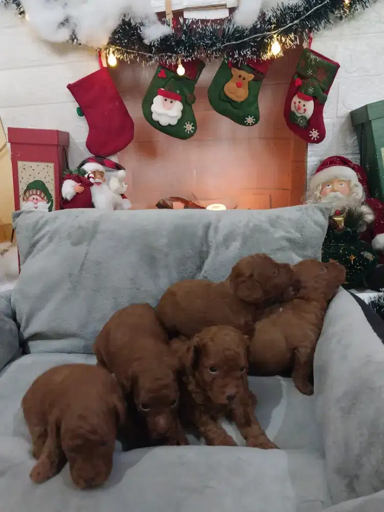 PRE ORDER POODLE MUMER