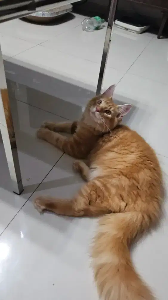 Kitten 5 bulan Mainecoon jantan orange pure, parents sertifikat