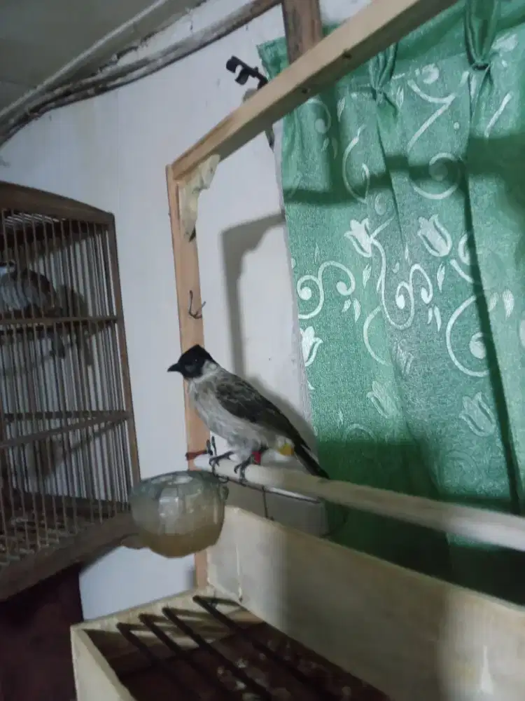 Kutilang jinak kapas