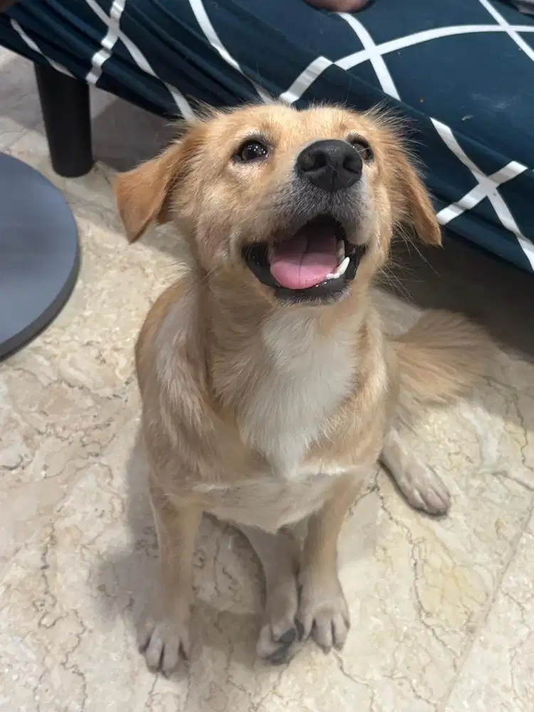 Art rumahan gaji harian