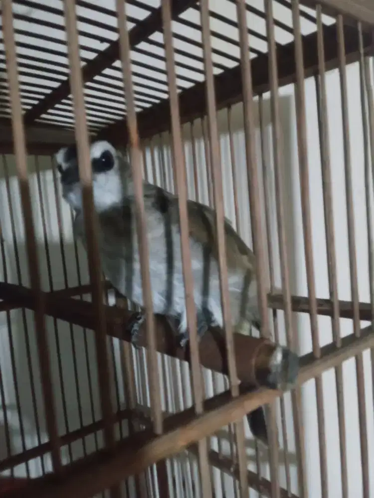 Jog2/ trucukan jinak mapan