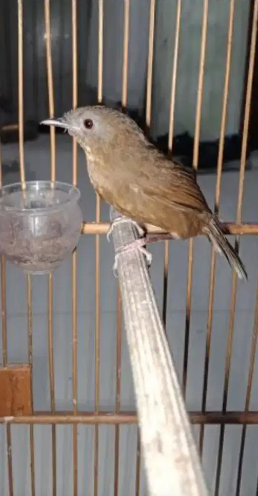 Jl burung wambi lokal teumi