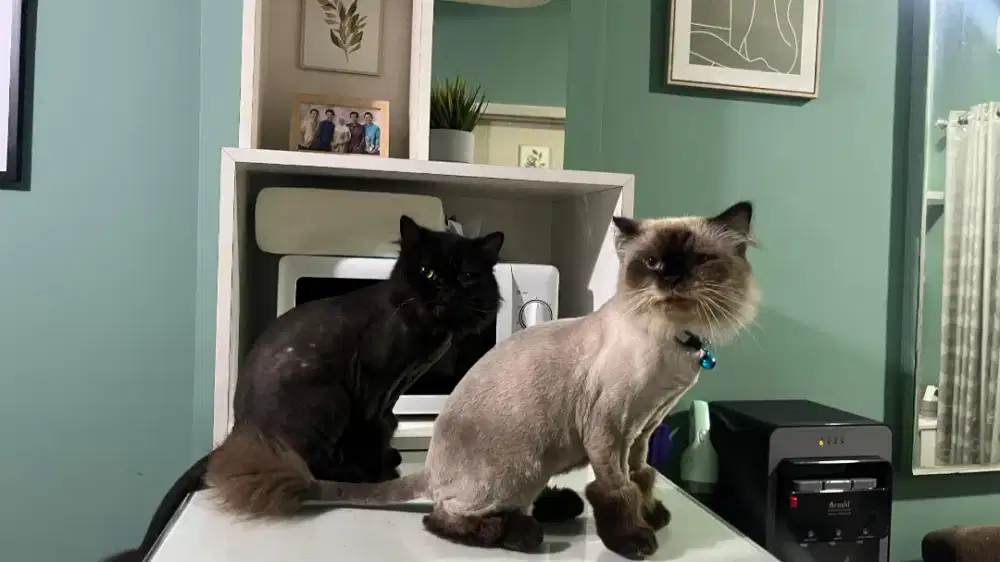 Open Adopt 2 kucing persia hitam + putih (harus barengan) umur 6 tahun