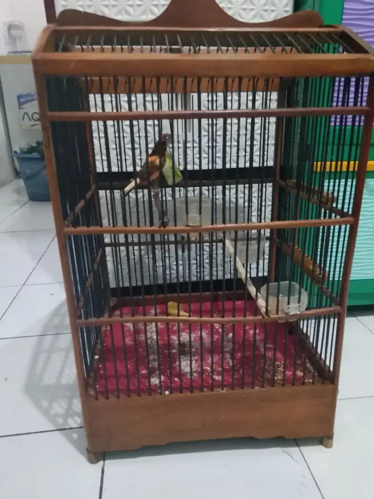 Burung kenari loper warna bagus ring bandung fullset