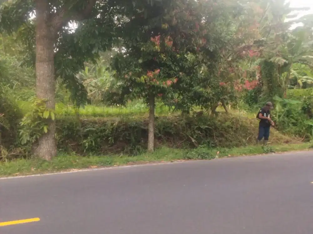 Tanah Murah Di Luwus Baturiti Tabanan Dkt Kafe Tahu Joger Bedugul