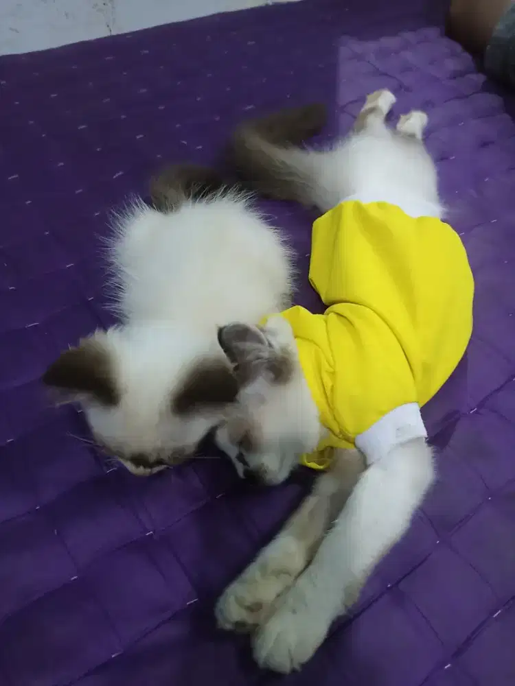 Sepasang kitten himalaya