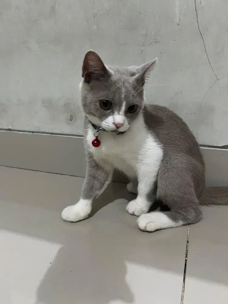 Kitten Bsh lucu manja