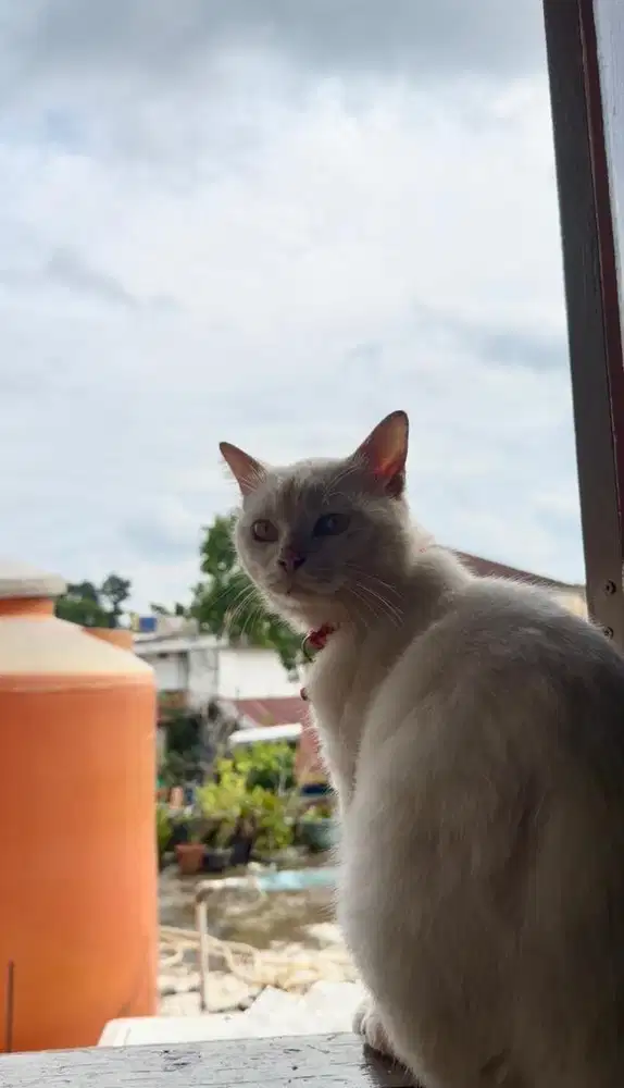 Kucing anggora cakep