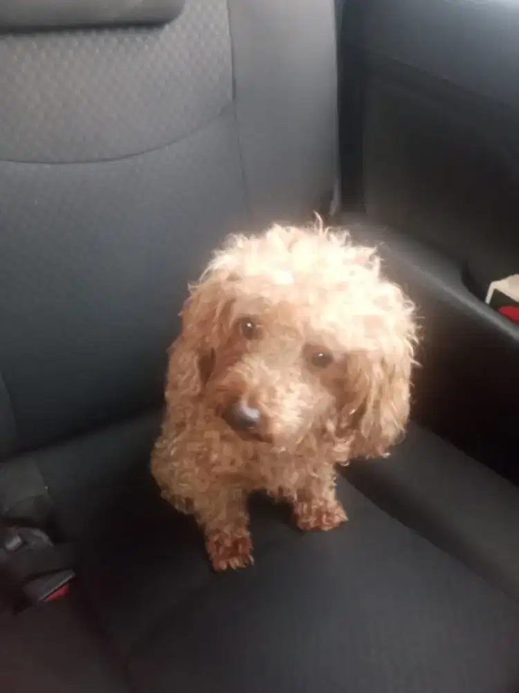 Dijual Poodle coklat