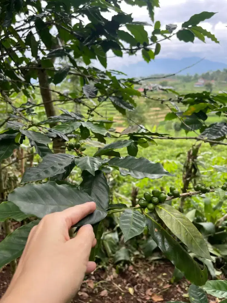 Di jual tanah kebun di pamulihan, sumedang jawabarat