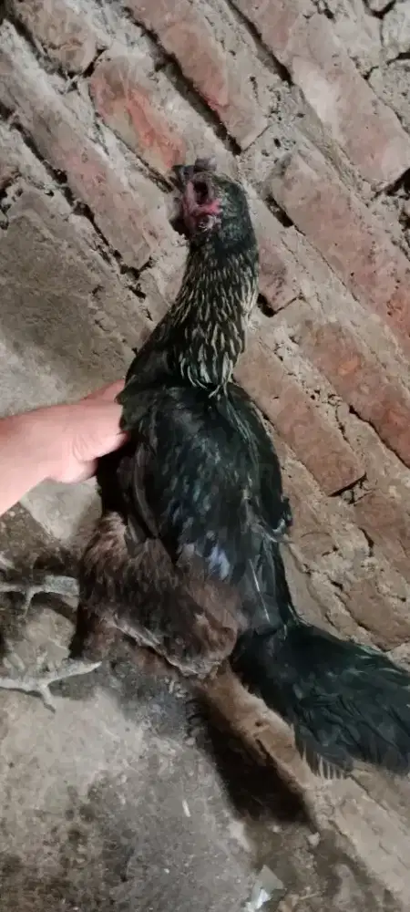 Borongan 2 ekor betina mangon - Sehat Ukuran Besar