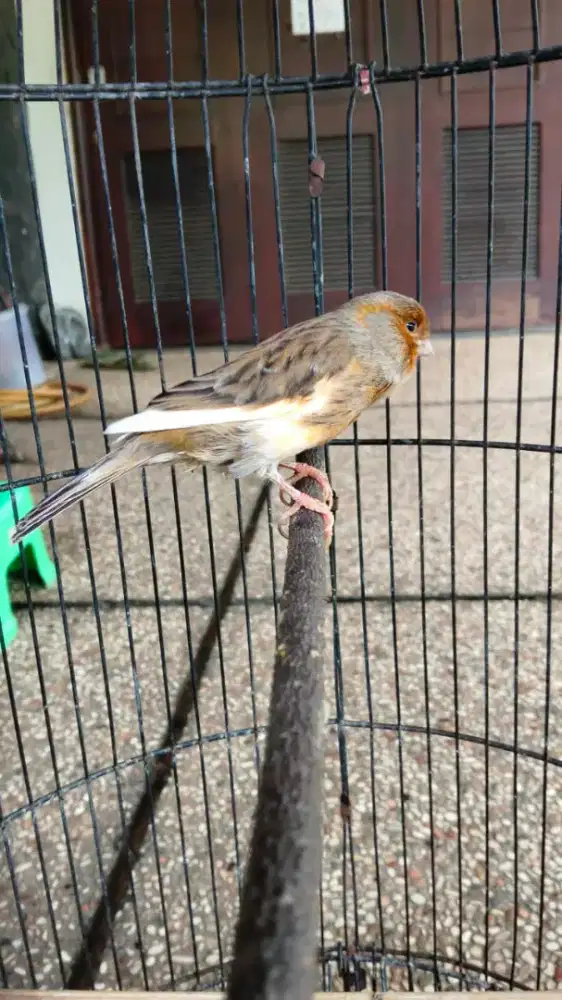 Kenari jamin jantan kelar mabung dah mulai ngerol lagi