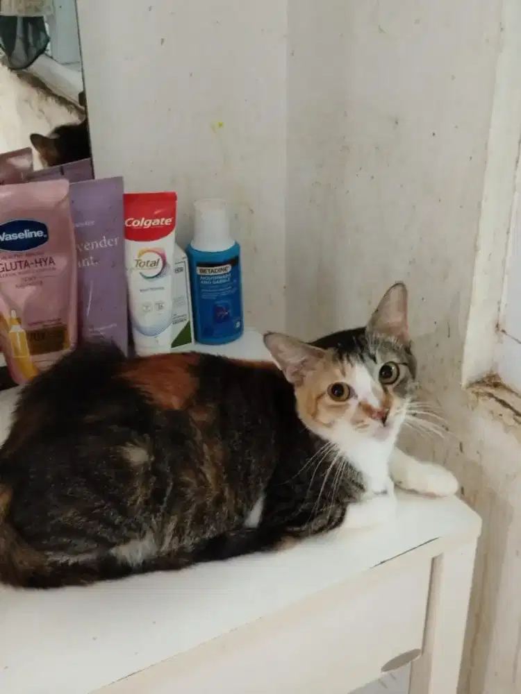 Di butuhkan art untk beres2 dan mengurus kucing