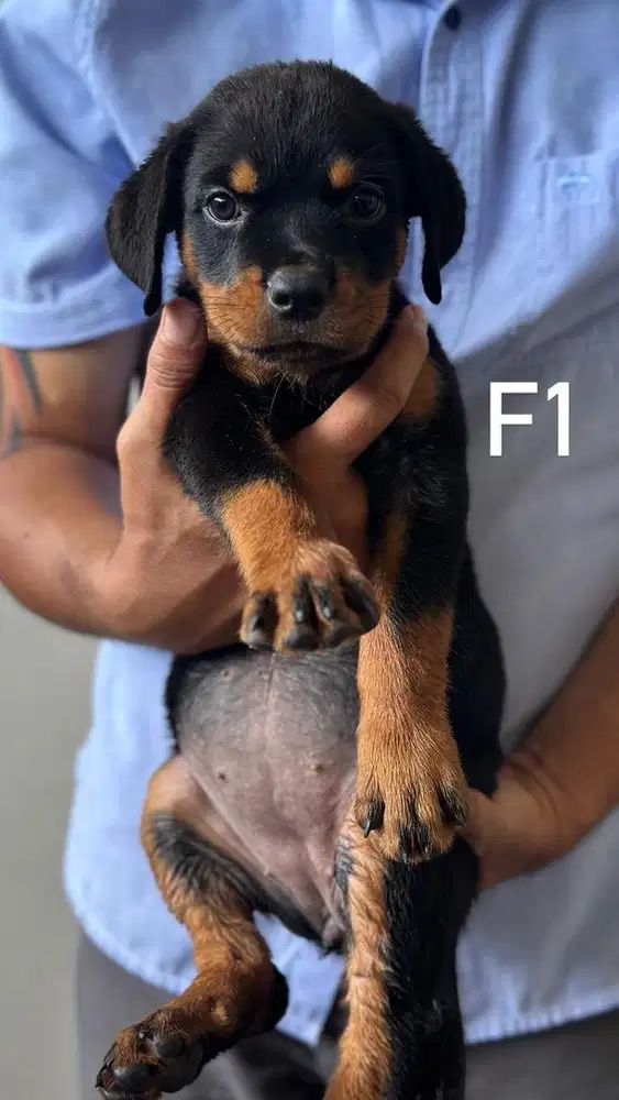 Rottweiler Puppy 2 Bulan Stambum