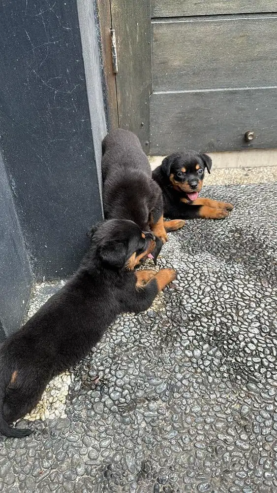 Rottweiler 2 Bulan - Stambum