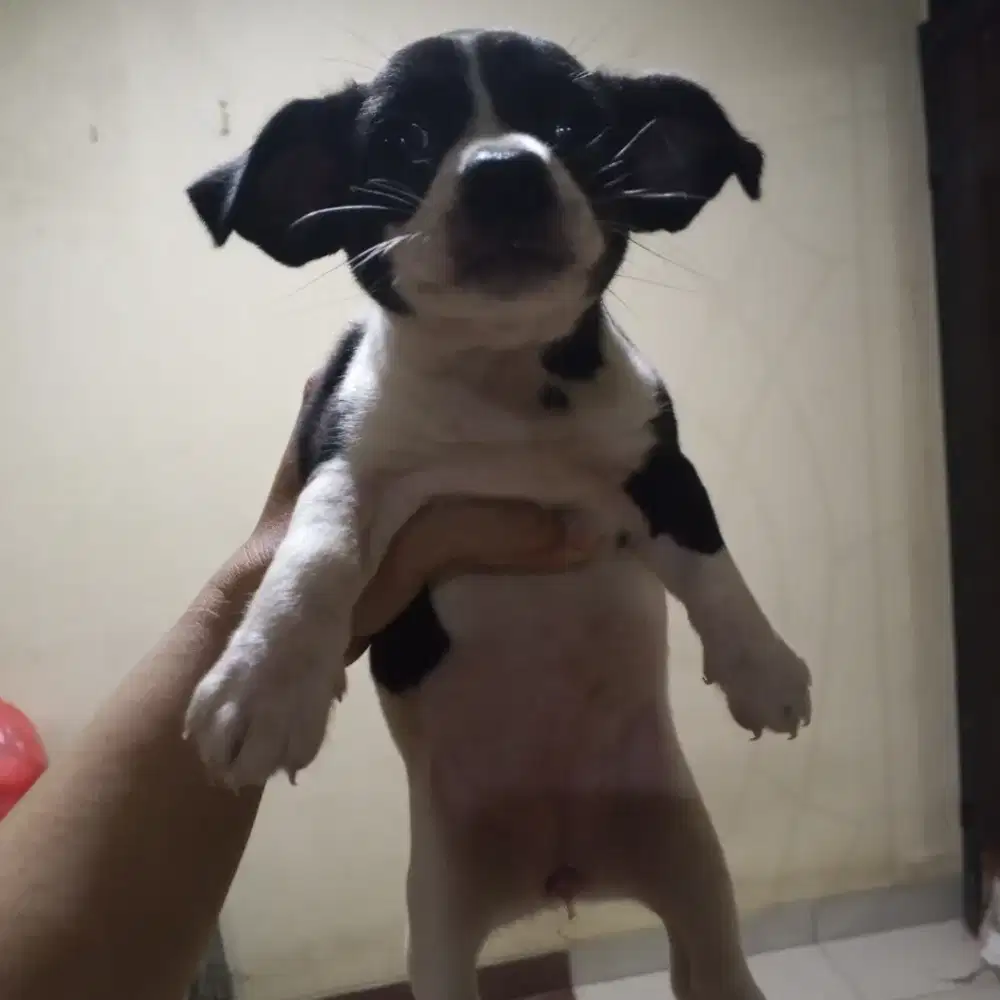 Dijual anjing cihuahua mix