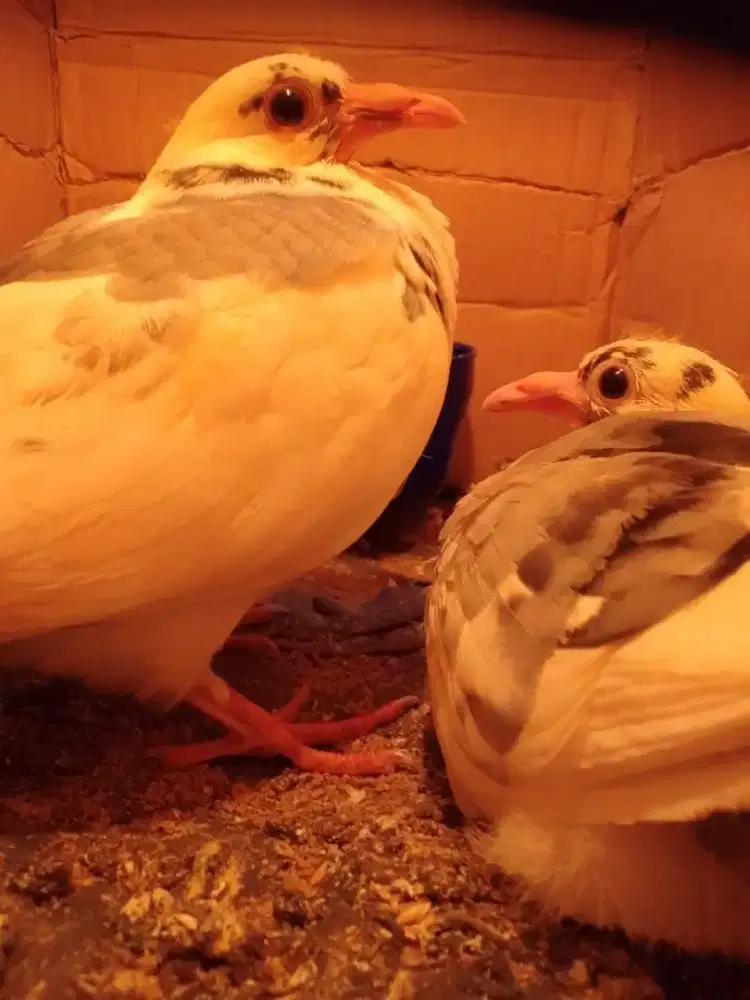 Piyik merpati Pos Warna RC