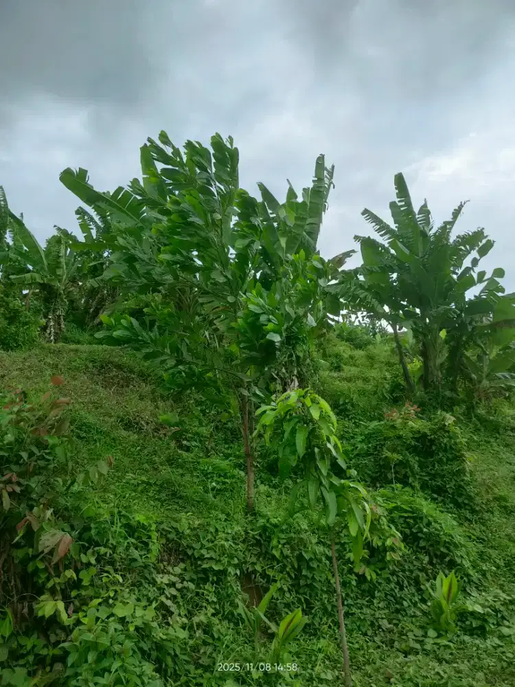 Dijual Tanah Kavling Blok D-130 Luas 100m²