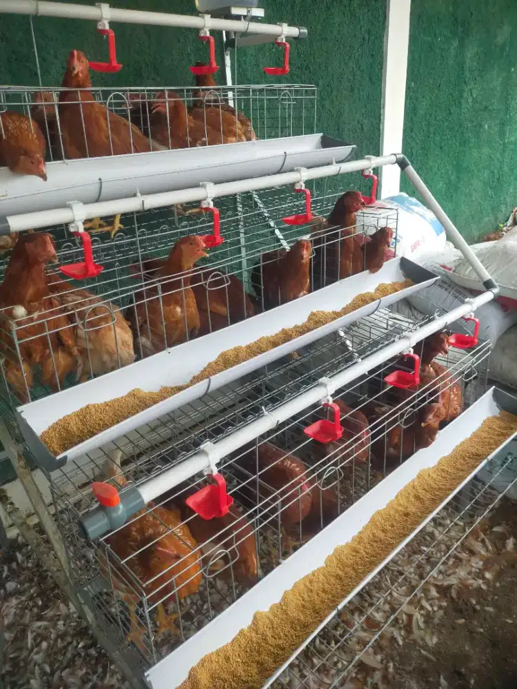 Jual Bibit Ayam Petelur Pullet Usia 12 - 13 Minggu