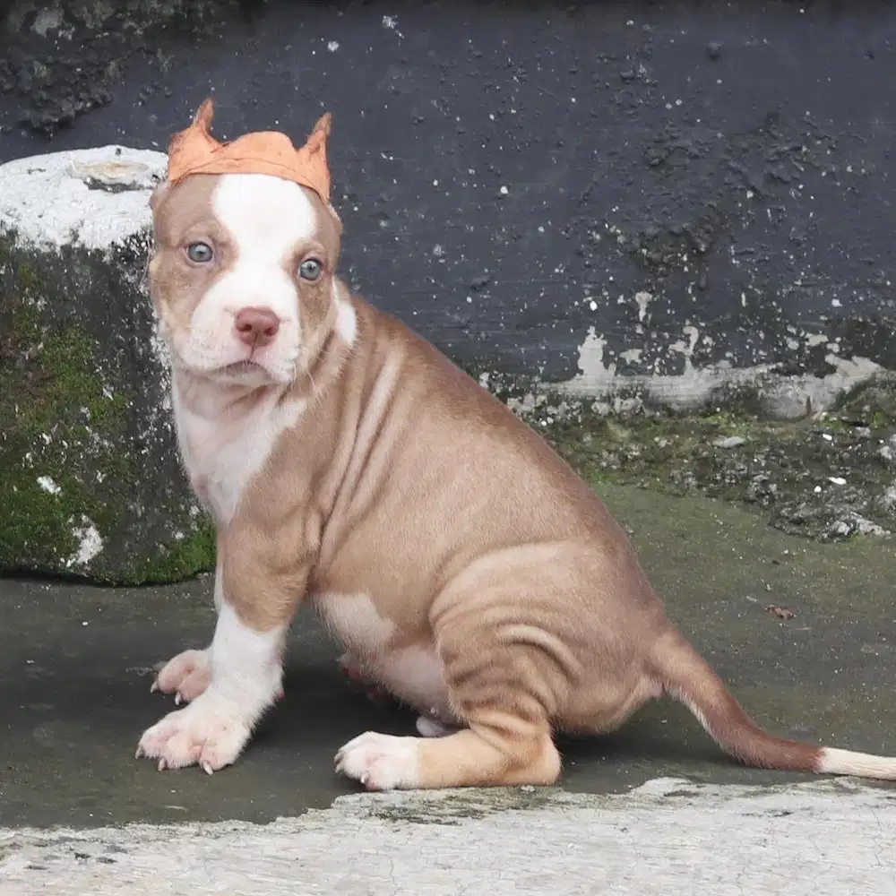 Pitbull jantan puppy stbm