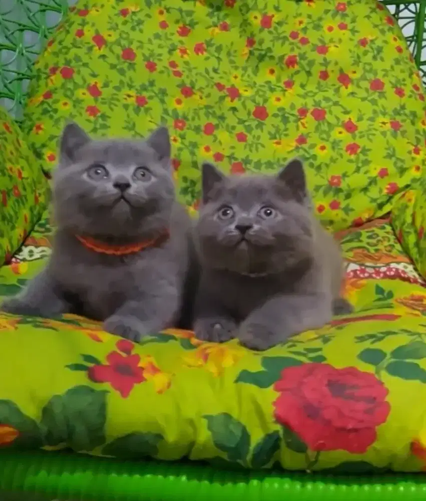 Sepasang kitten BSH Blue Betina dan Jantan