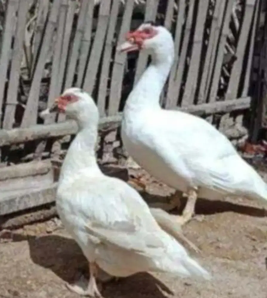 Sepasang Bebek Entok Rambon