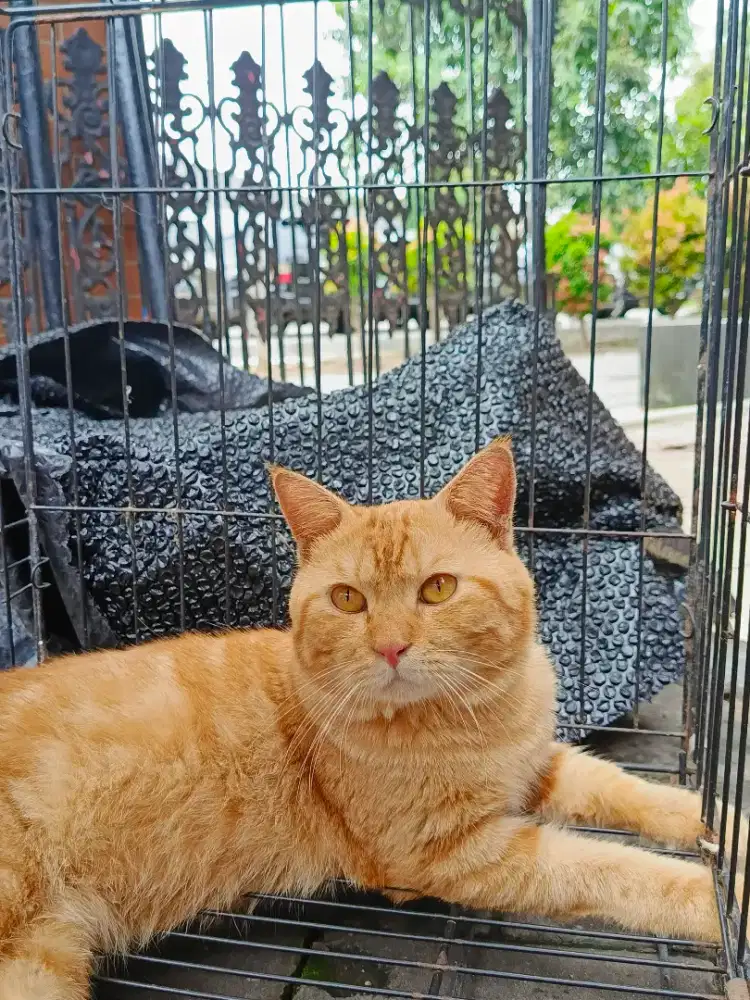 Jasa Pacak BSH tangerang