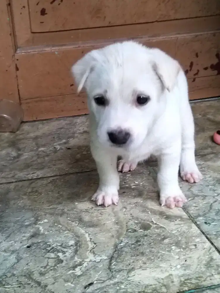 Anak anjing mix 2 bulan